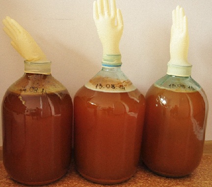 fermentacja wina ocet zdjęcie pod rękawicy