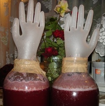 vino fermentacija češenj pod rokavico