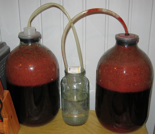 бродіння вина з чорносливу під водяним затвором фото