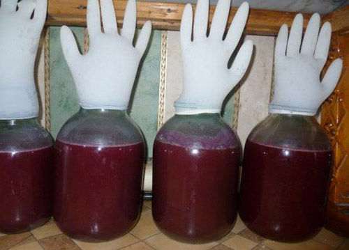 zdjęcie prune fermentacja wina pod rękawicy