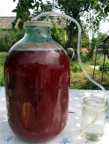 zdjęcie fermentacji wina suszonych owoców pod syfonu