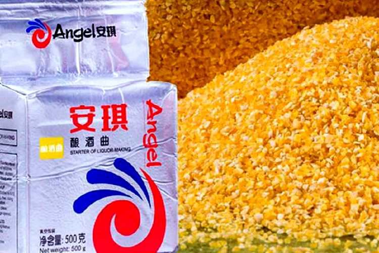 Zacier kukurydziany Koji: 2 przepisy na kruszoną kukurydzę i skrobię