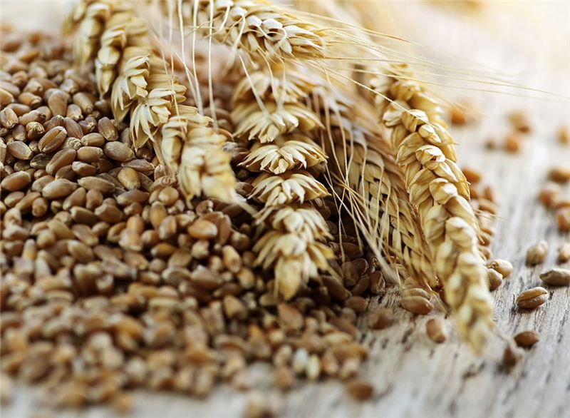 Рецепт браги на пшениці