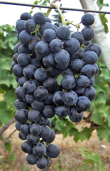 grozdja sorte Aleksandrouli fotografija