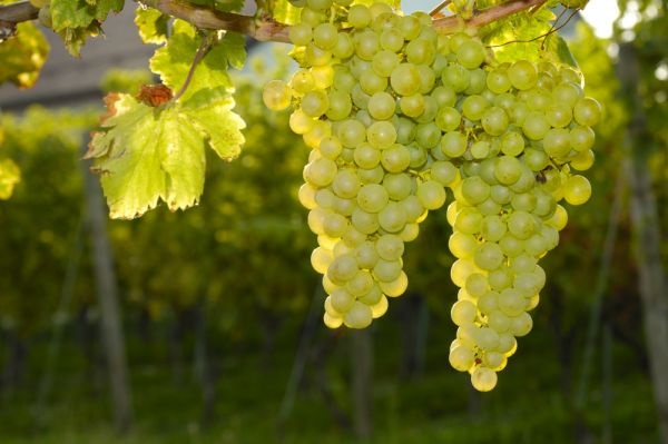 foto grozdje Sauvignon Blanc