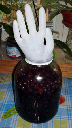 Zdjęcie fermentacja cherry brandy pod rękawicy