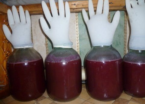 Foto fermentacija žganje iz malin