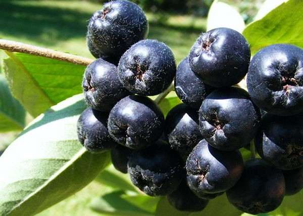 Braga of chokeberry: recept na měsíční svit