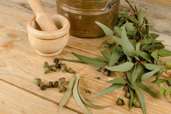 Eukaliptus tinktura: upute za korištenje udahnuti grla