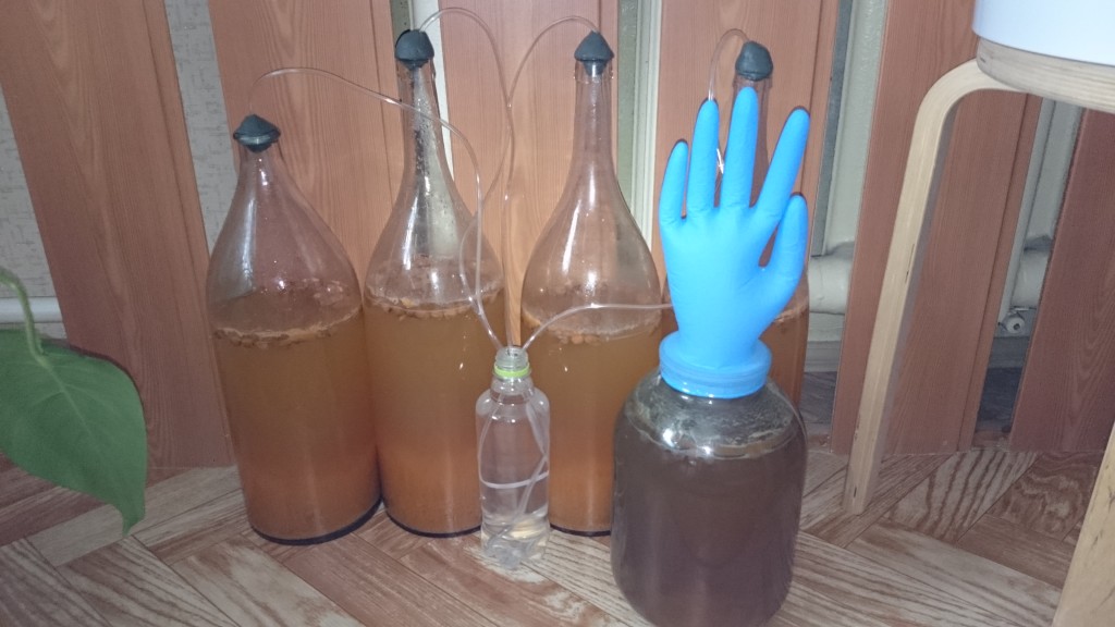 vino fermentacija foto marelice pod past rokavice in vodo