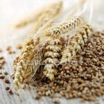 пшеничная брага