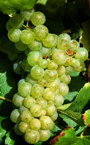 Chardonnay grozdje sliko Chablis