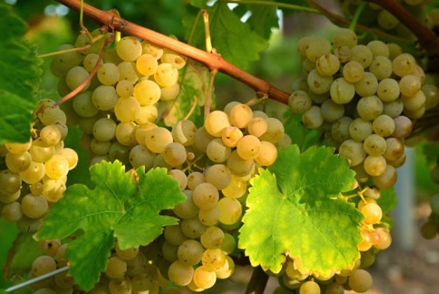 grozdje Chardonnay fotografijo