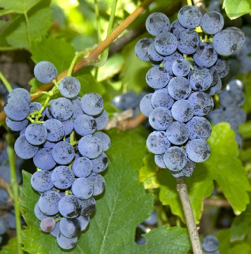 Vitis winogrona labrusca zdjęcia