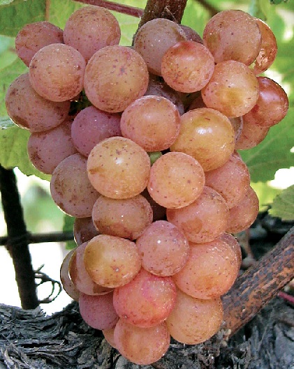 виноград Гевюрцтраминер фото