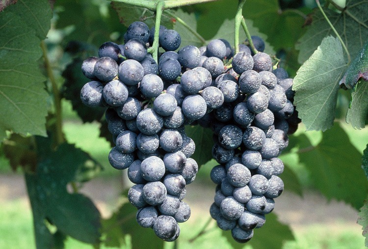 виноград сорту ламбруско фото