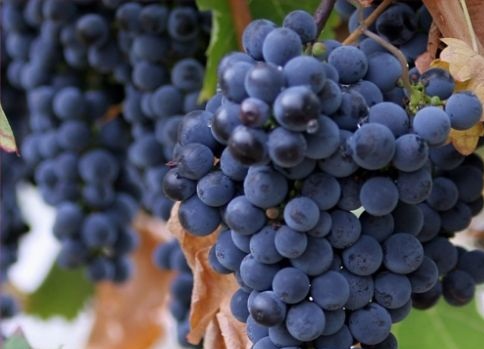 Saperavi odmiany winogron