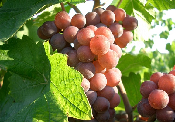 виноград піно гріджіо фото