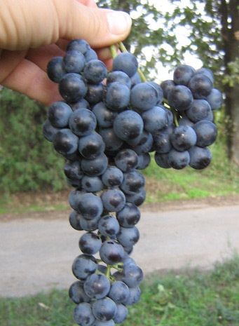 Zdjęcie Saperavi odmiany winogron