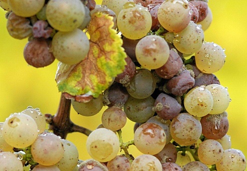 fotografije grozdja prekrita s plesnijo za Sauternes