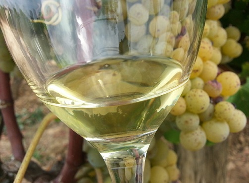 barvna fotografija Sauternes vino
