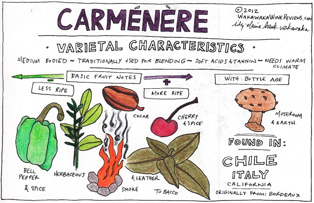 zwłaszcza odmiany winogron Carmenere