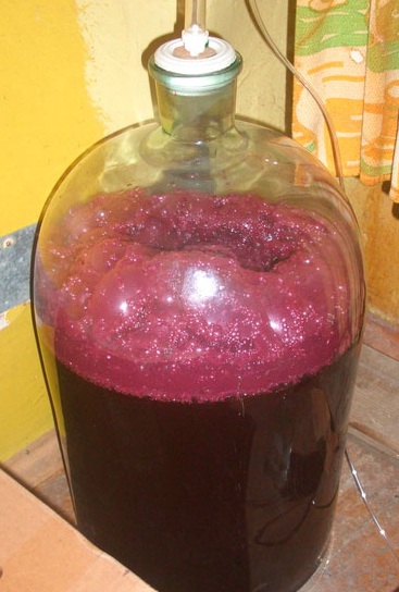 вино з черноплодки на бродінні фото